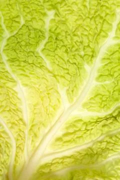 Fresh savoy cabbage leaf as a texture Stock Photos