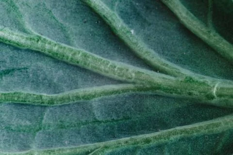 Fresh savoy cabbage leaf as a texture Stock Photos