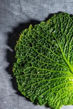 Fresh savoy cabbage leaf as a texture Stock Photos