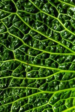 Fresh savoy cabbage leaf as a texture Stock Photos