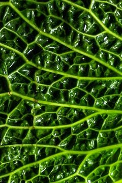 Fresh savoy cabbage leaf as a texture Foto stock