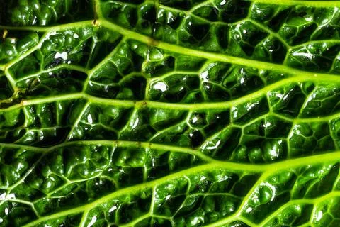 Fresh savoy cabbage leaf as a texture Stock Photos