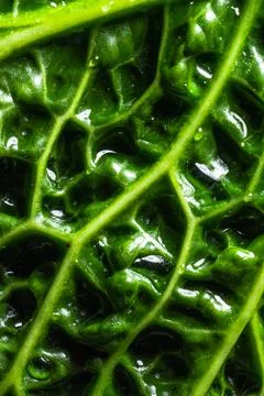 Fresh savoy cabbage leaf as a texture Stock Photos