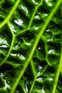 Fresh savoy cabbage leaf as a texture Stock Photos