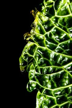 Fresh savoy cabbage leaf as a texture Stock Photos