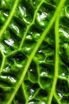 Fresh savoy cabbage leaf as a texture Stock Photos