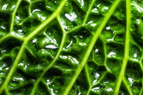 Fresh savoy cabbage leaf as a texture Stock Photos