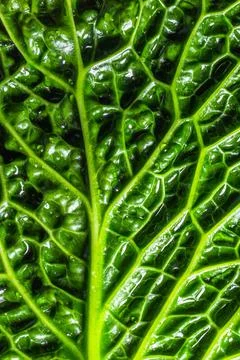 Fresh savoy cabbage leaf as a texture Stock Photos