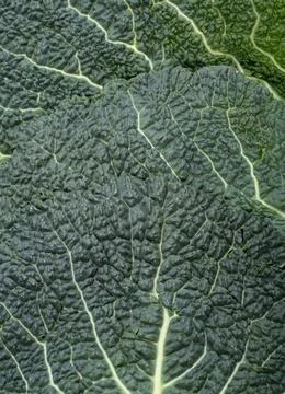 Fresh savoy cabbage leaf as a texture Stock Photos