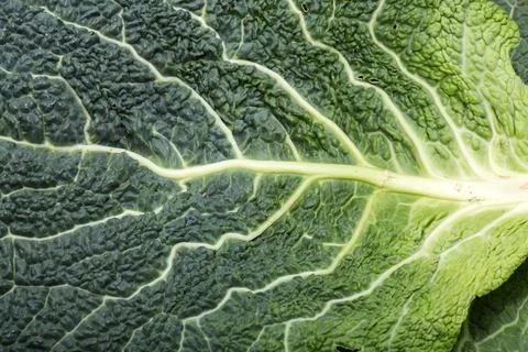 Fresh savoy cabbage leaf as a texture Stock Photos