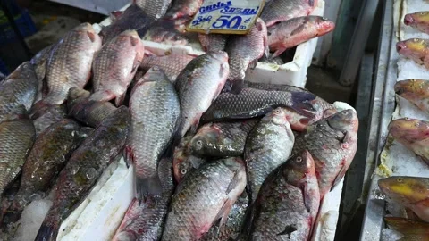 Fresh scaled carp, large carp fish at the fisherman's stall, 스톡 동영상 267428153