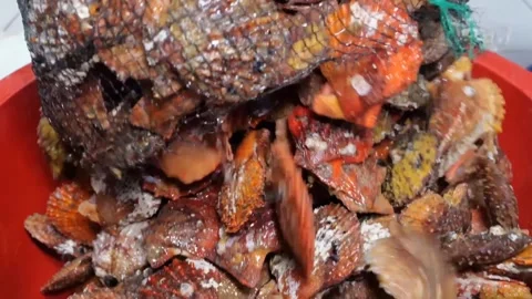 Fresh scallop cleaning and sorting process in commercial kitchen Stock Footage 345510448