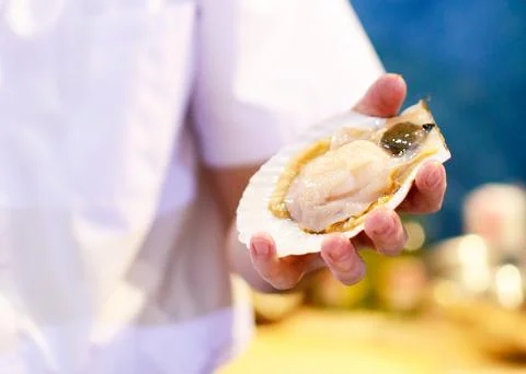 Fresh scallop shell on hand chef, Clean and Open Raw scallop Stock Photos