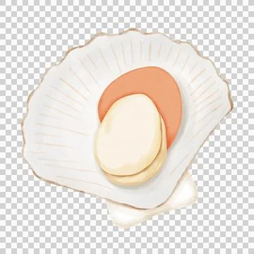 Fresh scallop shell Seafood. Stock Illustration