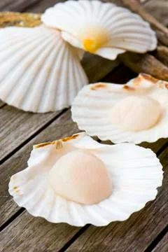 Fresh scallops Stock Photos