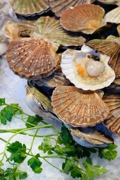 Fresh scallops Stock Photos