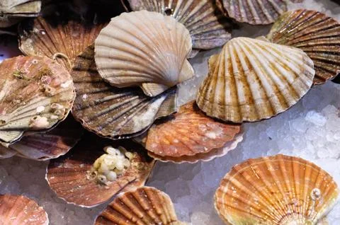 Fresh scallops Stock Photos