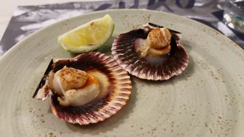 Fresh scallops with shell on a plate with a slice of lemon on a plate served in 스톡 동영상 297778292