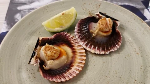 Fresh scallops with shell on a plate with a slice of lemon on a plate served in Stock Footage 301092577