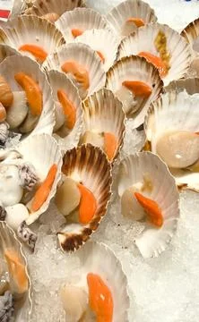 Fresh scallops in their shells on a bed of ice Stock Photos