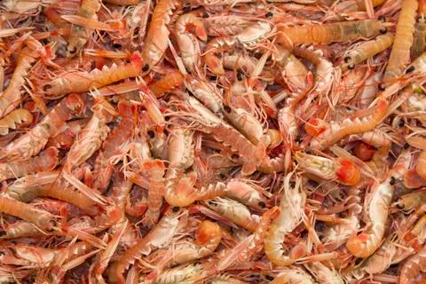 Fresh Scampi Stock Photos