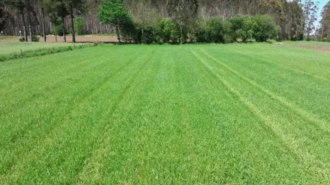 Fresh Scene Of Growing Fields In Countryside During Summertime 動画素材 276651343