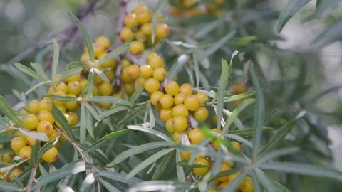 Fresh sea buckthorn berries on the branches. Vidéo 102296341