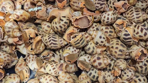 Fresh sea snails with striped shells at seafood market. Live marine mollusks 動画素材 322932300