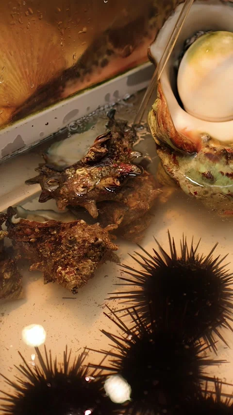 Fresh Sea Urchins and Shellfish in an Osaka Seafood Market Aquarium Video stock 331504001
