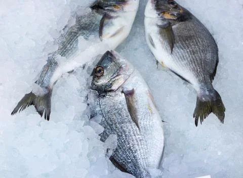 Fresh seabream 1 Stock Photos