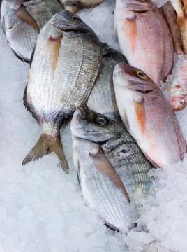 Fresh seabream 2 Stock Photos