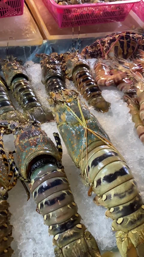 Fresh seafood display featuring various lobsters and shrimp on ice 스톡 동영상 330767374