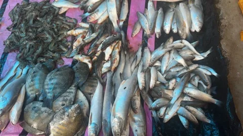 Fresh Seafood Display at Local Fish Market Stall Close Up Video stock 340499328