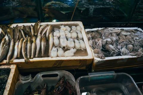 Fresh seafood from fish, squid, eels on the counter shop in Asia Stock Photos