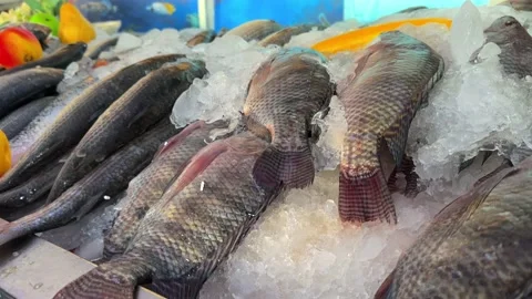 Fresh seafood on the ice Stock Footage 233735027