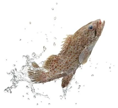 Fresh seafood Stock Photos