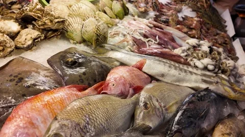Fresh Seafood Selection at Phuket Fish Market Thailand 4K Stock Footage 338004074