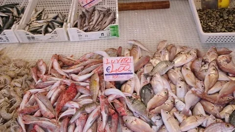 Fresh seafood, shellfish and fish in Ortygia Market, Syracuse, Sicily, Italy. Stock Footage 139177785