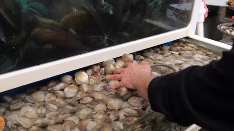 Fresh seafood sorting process involving scallops and clams on trays Stock Footage 345510929