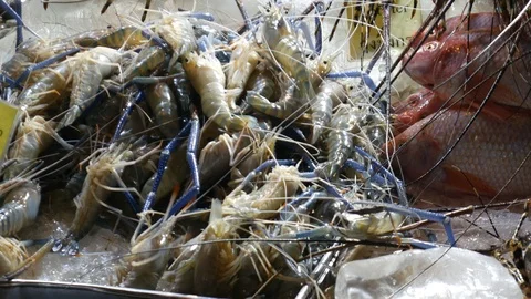 Fresh seafood on the stall Stock Footage 101339838