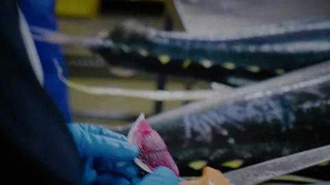 Fresh seafood test Stock Footage 145791235