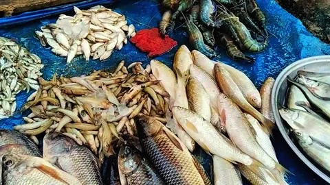 Fresh seafood variety stocked for sale stock HD video footage Stock Footage 318131081