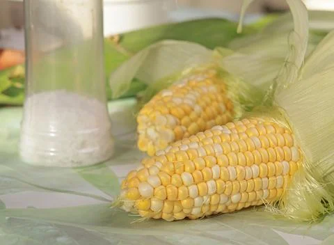 Fresh seals of sweet corn on table. Food and cooking. Nutrition and health Stock Photos