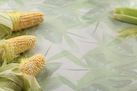 Fresh seals of sweet corn on table. Food and cooking. Nutrition and health Stock Photos