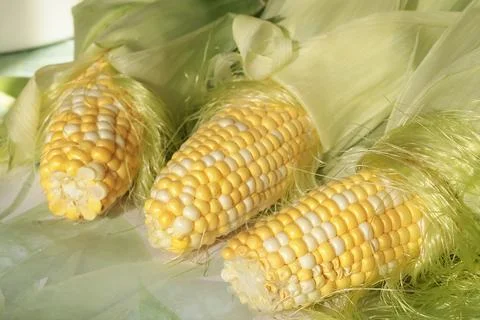 Fresh seals of sweet corn on table. Food and cooking. Nutrition and health Stock Photos