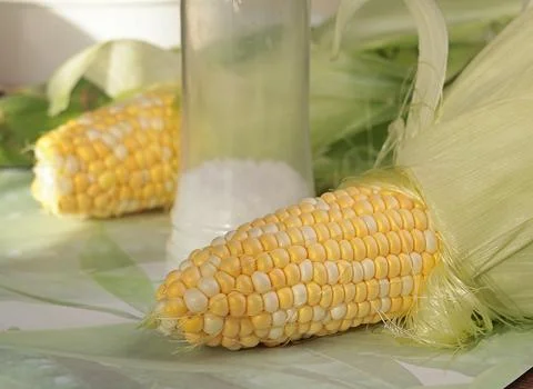 Fresh seals of sweet corn on table. Food and cooking. Nutrition and health Stock Photos