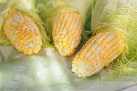 Fresh seals of sweet corn on table. Food and cooking. Nutrition and health Stock Photos