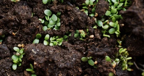 Fresh seedlings sprouted throughout earth Video stock 91216911