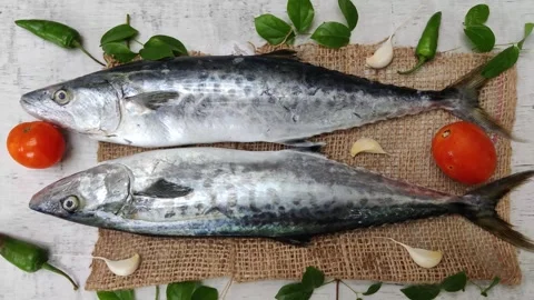 Fresh Seer Fish,King  Stock Footage 245324838