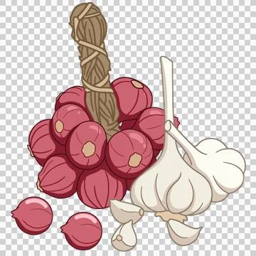 Fresh shallots bundle and garlic bulbs Stock-Illustration